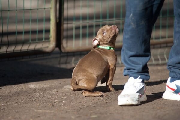 3-week-old male Pitbull Terrier puppy, Elvis, exploring his surroundings.