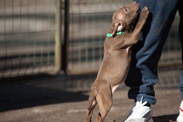 3-week-old male Pitbull Terrier puppy, Elvis, exploring his surroundings.
