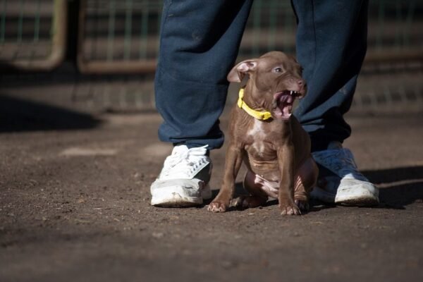 3-week-old female Pitbull Terrier puppy, Luna, exploring her surroundings.