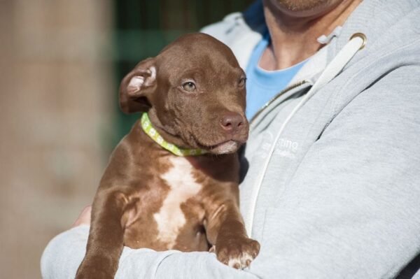 3-week-old male Pitbull Terrier puppy, Marvin, exploring his surroundings.