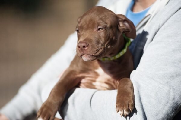 3-week-old male Pitbull Terrier puppy, Marvin, exploring his surroundings.