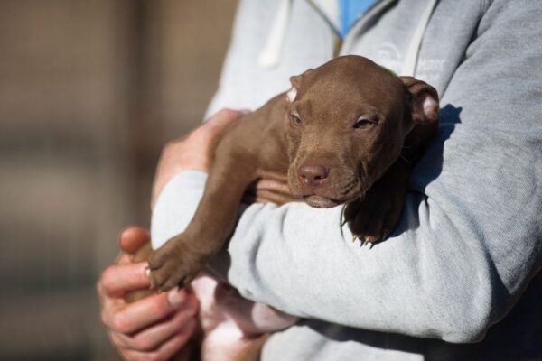 3-week-old male Pitbull Terrier puppy, Elvis, exploring his surroundings.