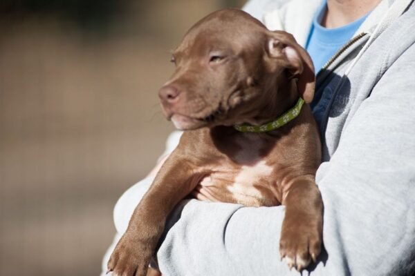3-week-old male Pitbull Terrier puppy, Marvin, exploring his surroundings.