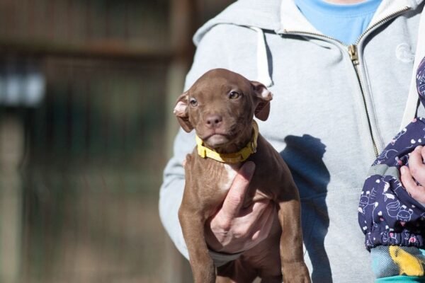 3-week-old female Pitbull Terrier puppy, Luna, exploring her surroundings.