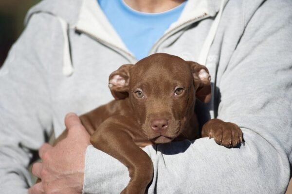 3-week-old male Pitbull Terrier puppy, Tom, exploring his surroundings.