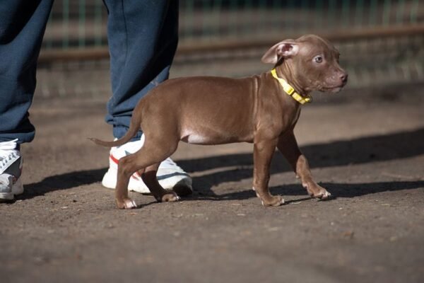 3-week-old female Pitbull Terrier puppy, Luna, exploring her surroundings.