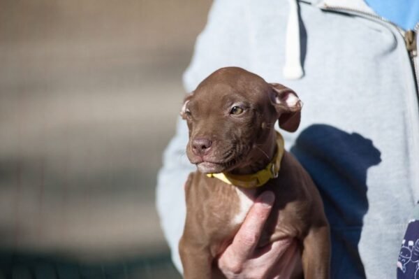 3-week-old female Pitbull Terrier puppy, Luna, exploring her surroundings.