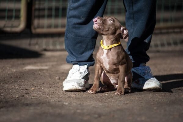 3-week-old female Pitbull Terrier puppy, Luna, exploring her surroundings.