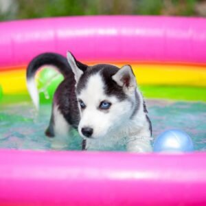 Extraordinarily beautiful female Siberian Husky puppies with bright blue eyes and black & white masks, sitting together.
