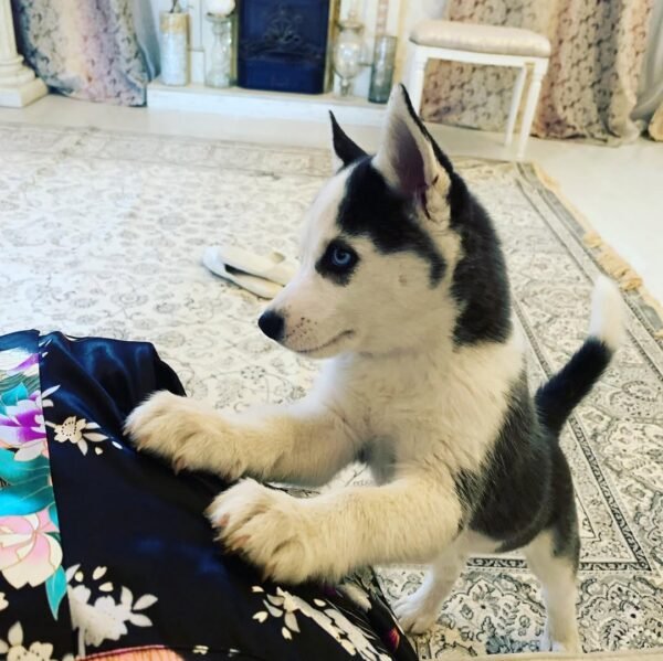 Jenny, a 4-week-old female Siberian Husky puppy, with bright blue eyes and black-and-white fur, sitting on a soft green lawn.