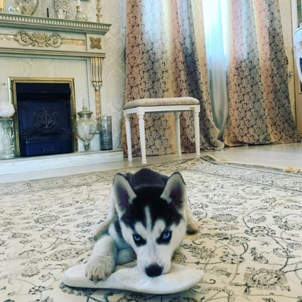 Jenny, a 4-week-old female Siberian Husky puppy, with bright blue eyes and black-and-white fur, sitting on a soft green lawn.