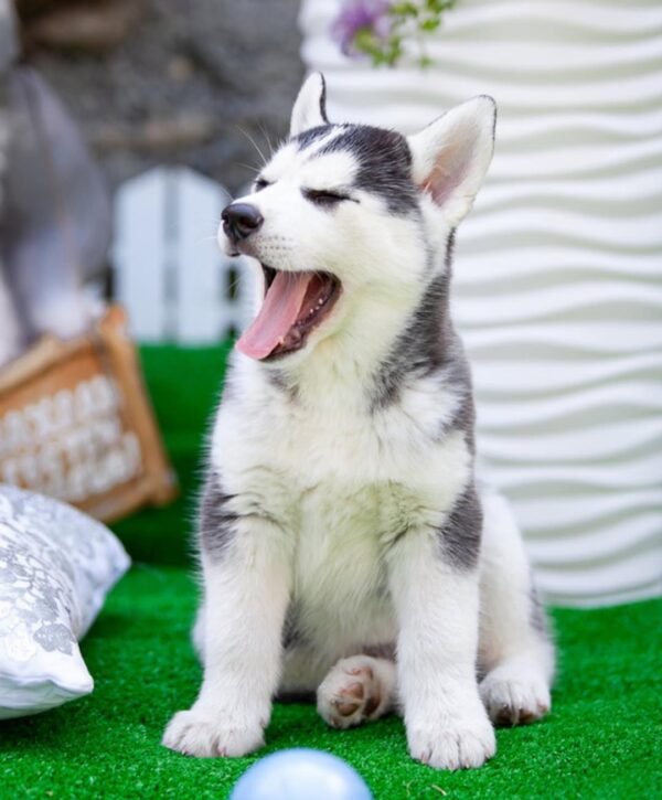 Paradise, a 4-week-old female Husky puppy with a white and black coat, sitting in the grass with bright blue eyes.