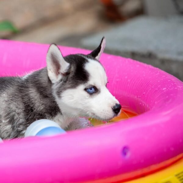 Extraordinarily beautiful female Siberian Husky puppies with bright blue eyes and black & white masks, sitting together.