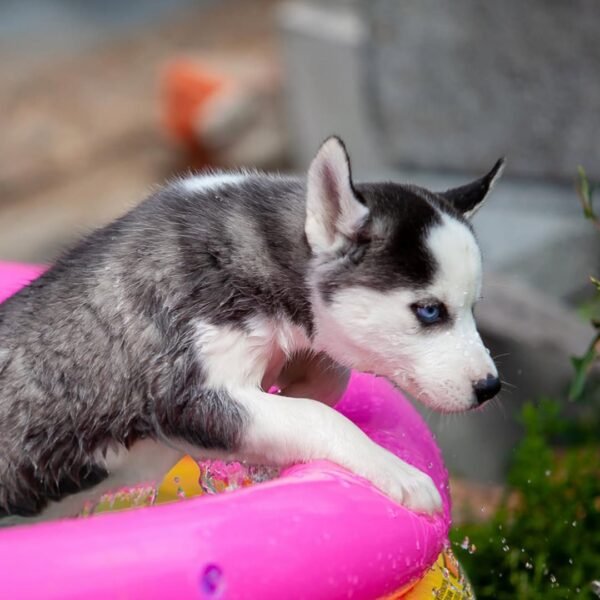 Extraordinarily beautiful female Siberian Husky puppies with bright blue eyes and black & white masks, sitting together.