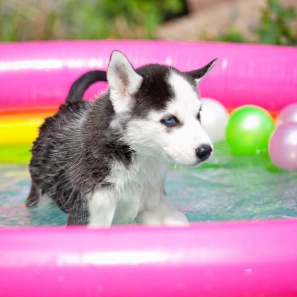 Extraordinarily beautiful female Siberian Husky puppies with bright blue eyes and black & white masks, sitting together.