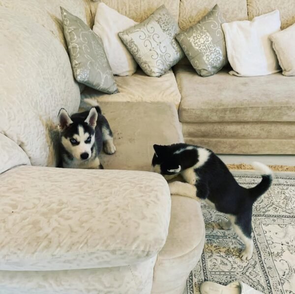 Jenny, a 4-week-old female Siberian Husky puppy, with bright blue eyes and black-and-white fur, sitting on a soft green lawn.