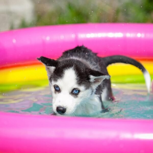 Extraordinarily beautiful female Siberian Husky puppies with bright blue eyes and black & white masks, sitting together.