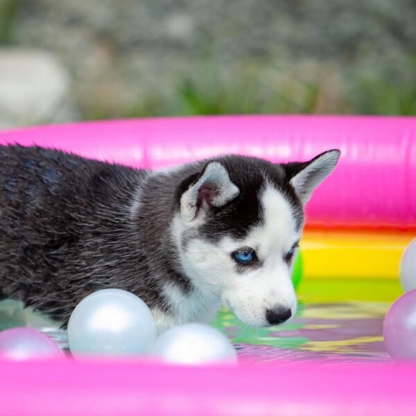 Extraordinarily beautiful female Siberian Husky puppies with bright blue eyes and black & white masks, sitting together.