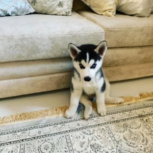 Jenny, a 4-week-old female Siberian Husky puppy, with bright blue eyes and black-and-white fur, sitting on a soft green lawn.