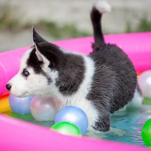 Extraordinarily beautiful female Siberian Husky puppies with bright blue eyes and black & white masks, sitting together.