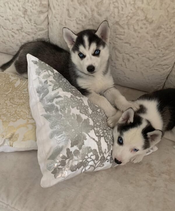 Paradise, a 4-week-old female Husky puppy with a white and black coat, sitting in the grass with bright blue eyes.