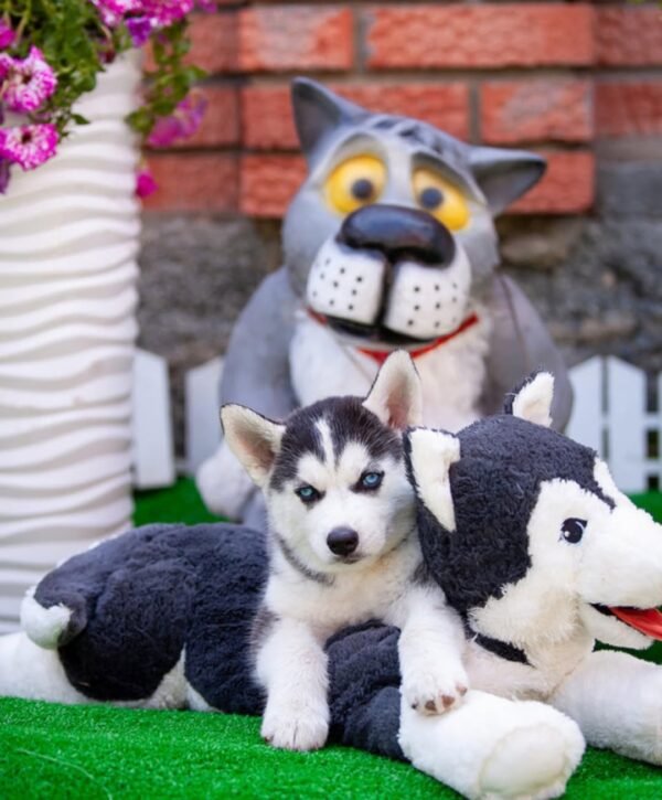 Paradise, a 4-week-old female Husky puppy with a white and black coat, sitting in the grass with bright blue eyes.