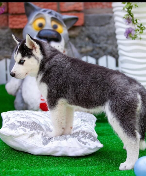 Paradise, a 4-week-old female Husky puppy with a white and black coat, sitting in the grass with bright blue eyes.
