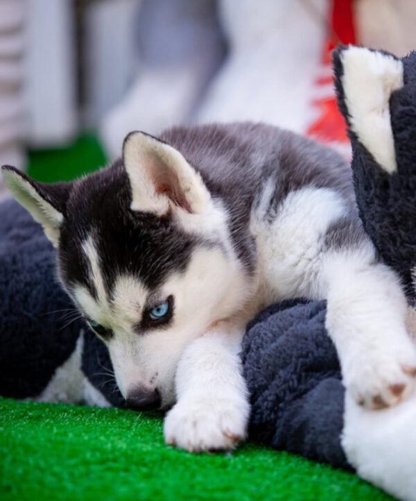 Paradise, a 4-week-old female Husky puppy with a white and black coat, sitting in the grass with bright blue eyes.