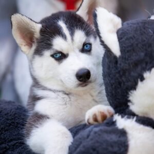Paradise, a 4-week-old female Husky puppy with a white and black coat, sitting in the grass with bright blue eyes.