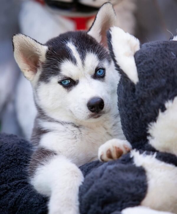 Paradise, a 4-week-old female Husky puppy with a white and black coat, sitting in the grass with bright blue eyes.