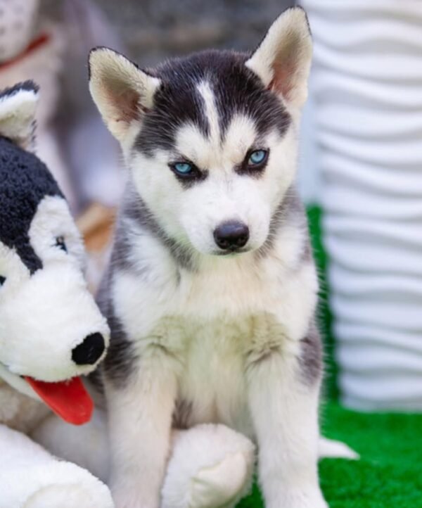 Paradise, a 4-week-old female Husky puppy with a white and black coat, sitting in the grass with bright blue eyes.