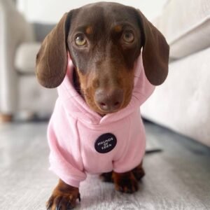 10-week-old female Miniature Dachshund puppy named Maddie, sitting on a cozy blanket.