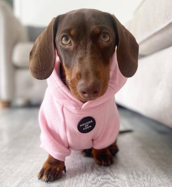 10-week-old female Miniature Dachshund puppy named Maddie, sitting on a cozy blanket.