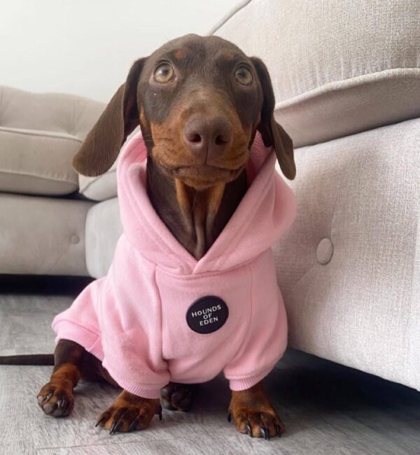 10-week-old female Miniature Dachshund puppy named Maddie, sitting on a cozy blanket.