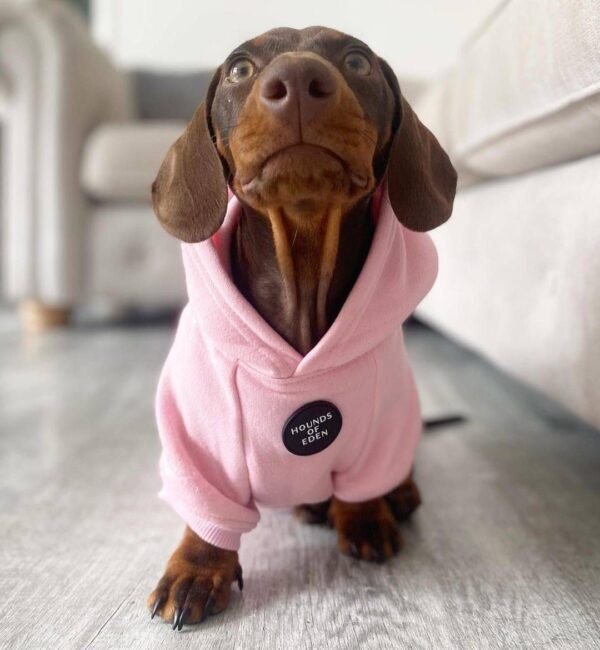10-week-old female Miniature Dachshund puppy named Maddie, sitting on a cozy blanket.