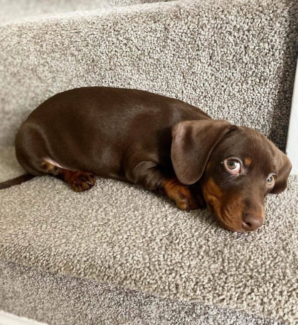 10-week-old female Miniature Dachshund puppy named Maddie, sitting on a cozy blanket.