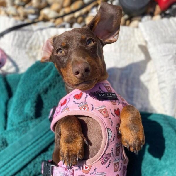 10-week-old female Miniature Dachshund puppy named Maddie, sitting on a cozy blanket.