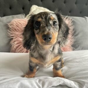10-week-old female Miniature Dachshund puppy named Suzy, sitting on a cozy blanket.
