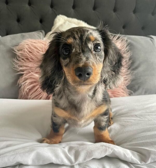 10-week-old female Miniature Dachshund puppy named Suzy, sitting on a cozy blanket.