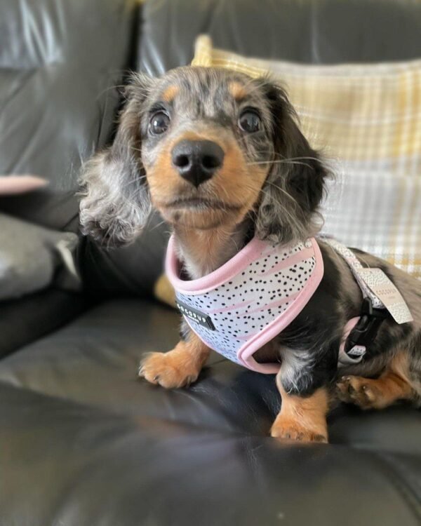 10-week-old female Miniature Dachshund puppy named Suzy, sitting on a cozy blanket.