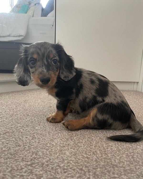 10-week-old female Miniature Dachshund puppy named Suzy, sitting on a cozy blanket.