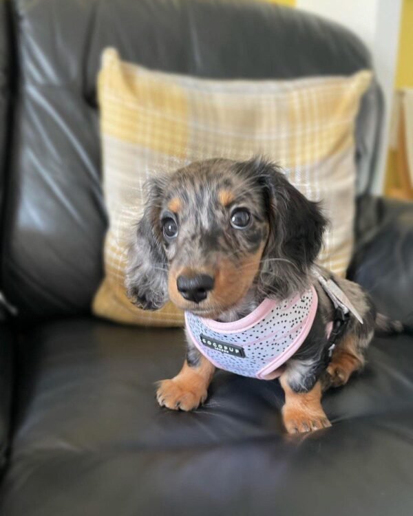 10-week-old female Miniature Dachshund puppy named Suzy, sitting on a cozy blanket.