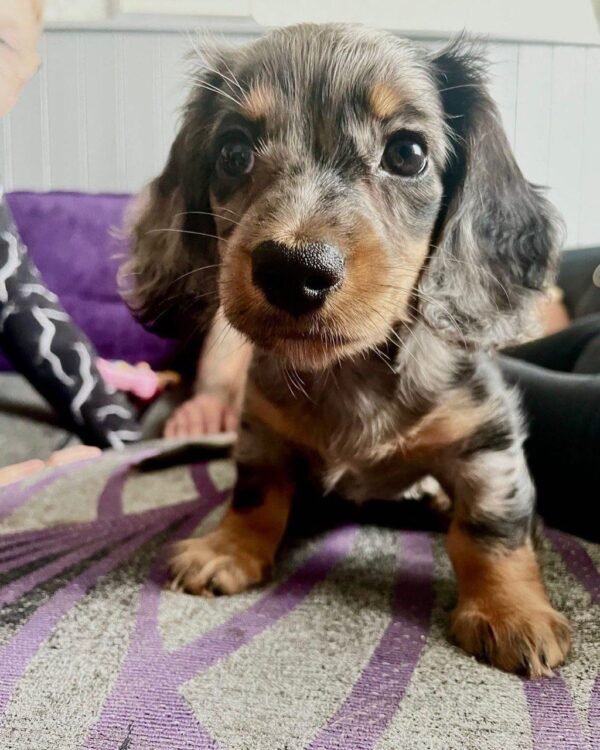 10-week-old female Miniature Dachshund puppy named Suzy, sitting on a cozy blanket.