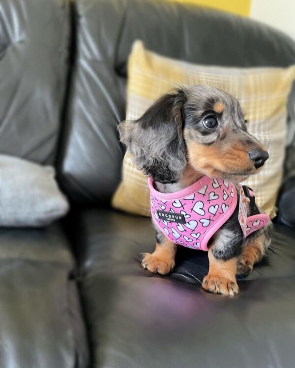 10-week-old female Miniature Dachshund puppy named Suzy, sitting on a cozy blanket.